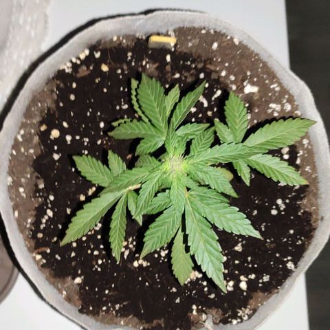 Purple Bud Auto growlog timeline photo