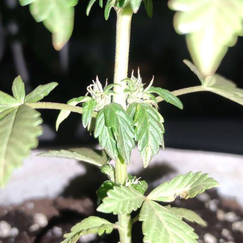 Purple Bud Auto growlog timeline photo