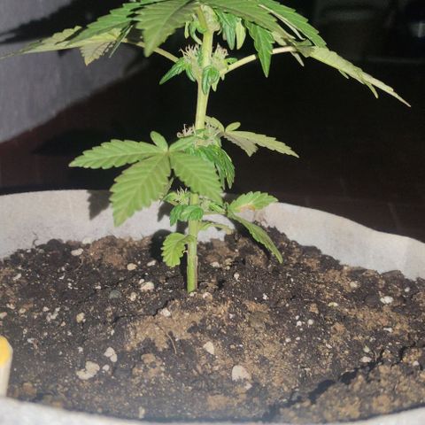 Purple Bud Auto growlog timeline photo
