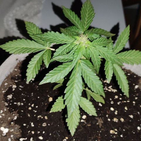 Purple Bud Auto growlog timeline photo
