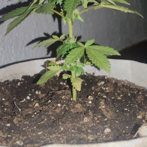 Purple Bud Auto growlog timeline photo