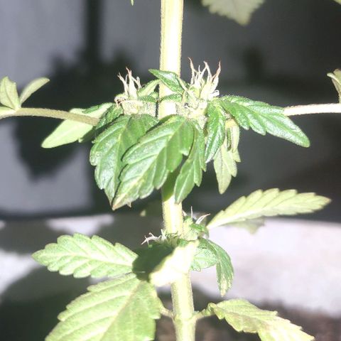 Purple Bud Auto growlog timeline photo