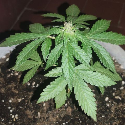 Purple Bud Auto growlog timeline photo