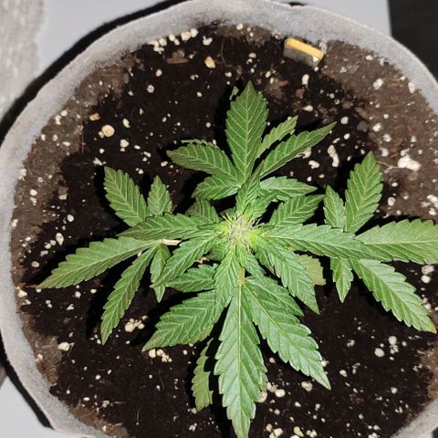 Purple Bud Auto growlog timeline photo