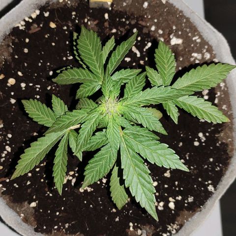 Purple Bud Auto growlog timeline photo