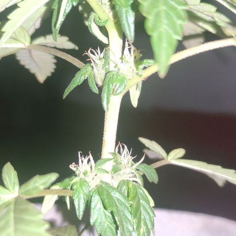 Purple Bud Auto growlog timeline photo