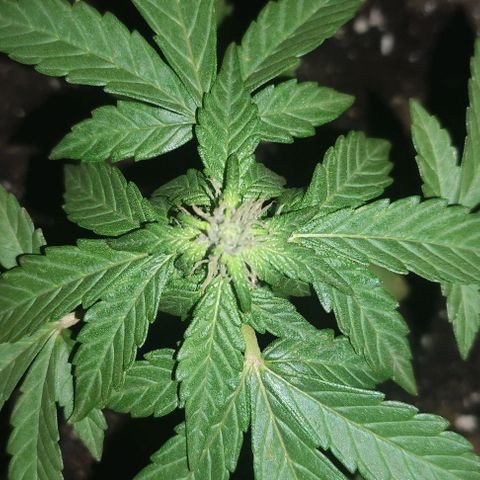 Purple Bud Auto growlog timeline photo