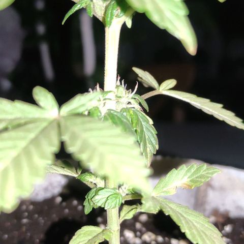 Purple Bud Auto growlog timeline photo