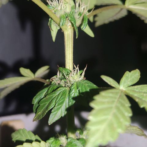 Purple Bud Auto growlog timeline photo