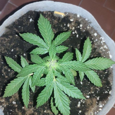 Purple Bud Auto growlog timeline photo