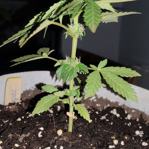Purple Bud Auto growlog timeline photo
