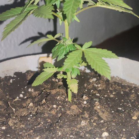 Purple Bud Auto growlog timeline photo