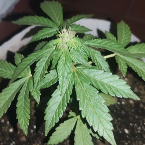 Purple Bud Auto growlog timeline photo