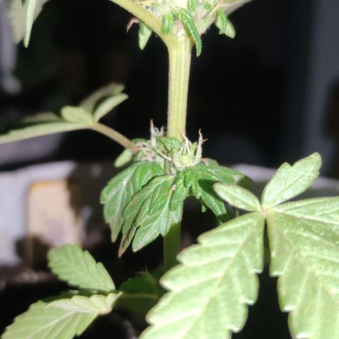 Purple Bud Auto growlog timeline photo