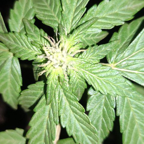Purple Bud Auto growlog timeline photo