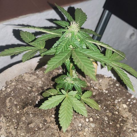 Purple Bud Auto growlog timeline photo