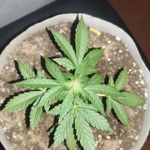 Purple Bud Auto growlog timeline photo