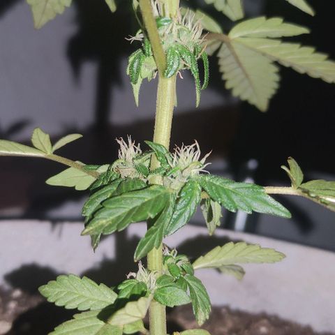 Purple Bud Auto growlog timeline photo