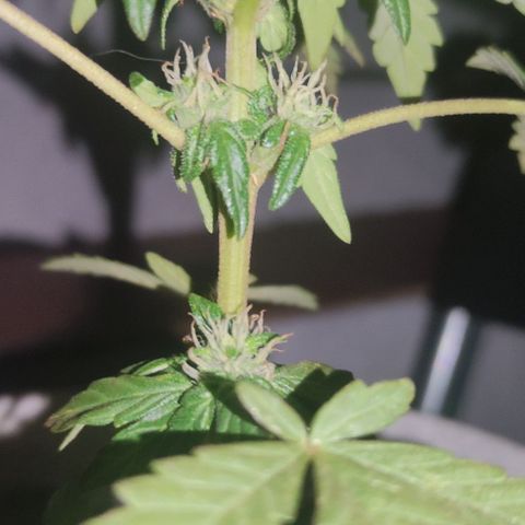 Purple Bud Auto growlog timeline photo