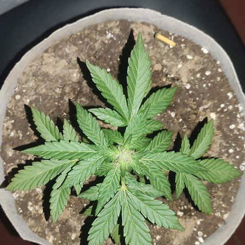 Purple Bud Auto growlog timeline photo