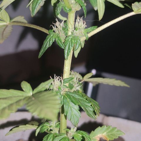 Purple Bud Auto growlog timeline photo