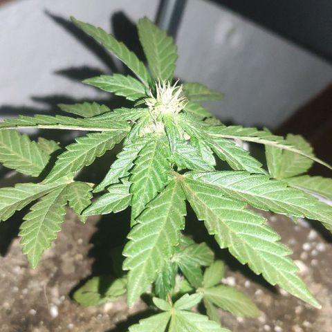 Purple Bud Auto growlog timeline photo