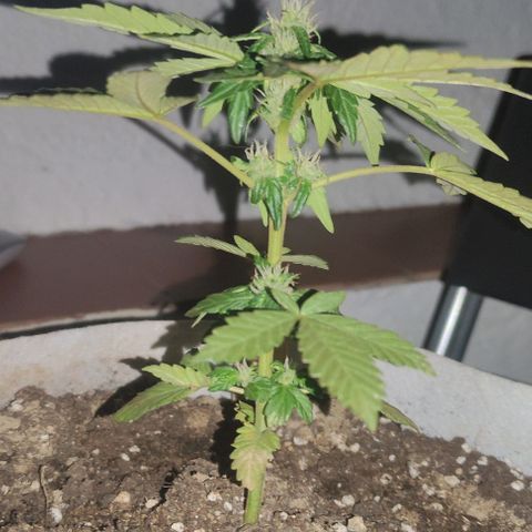 Purple Bud Auto growlog timeline photo