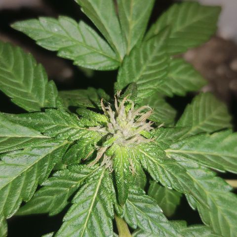 Purple Bud Auto growlog timeline photo