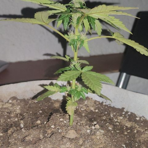 Purple Bud Auto growlog timeline photo