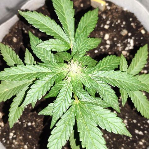 Purple Bud Auto growlog timeline photo