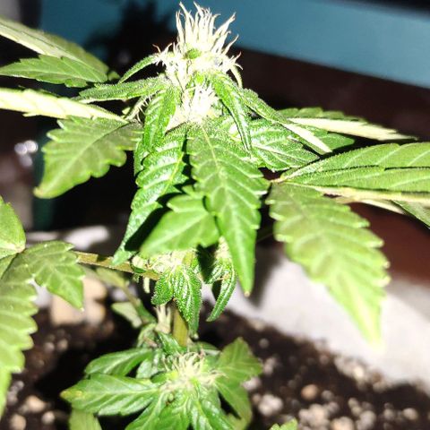 Purple Bud Auto growlog timeline photo