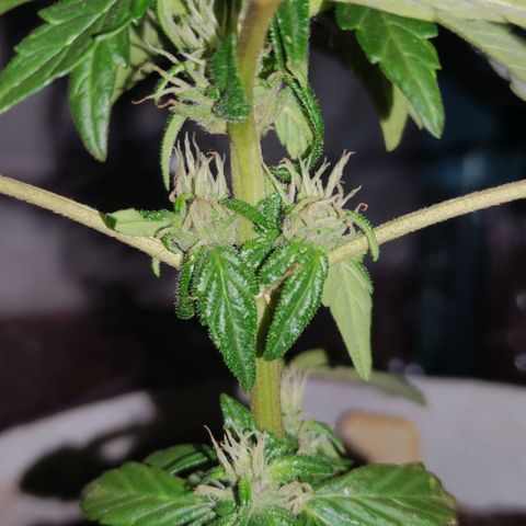 Purple Bud Auto growlog timeline photo