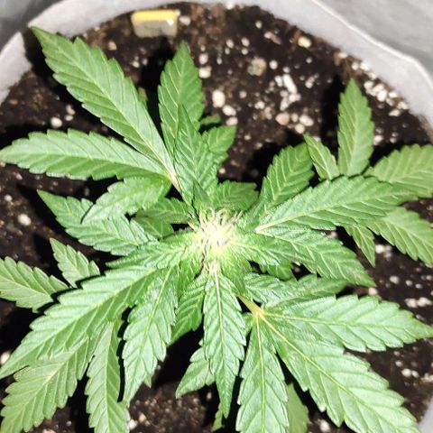 Purple Bud Auto growlog timeline photo