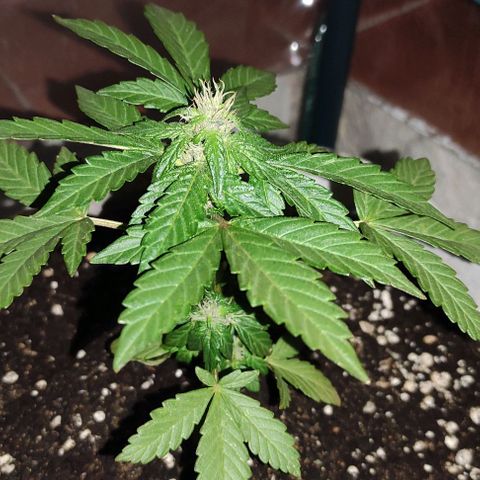 Purple Bud Auto growlog timeline photo
