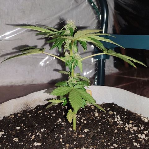 Purple Bud Auto growlog timeline photo