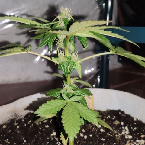 Purple Bud Auto growlog timeline photo