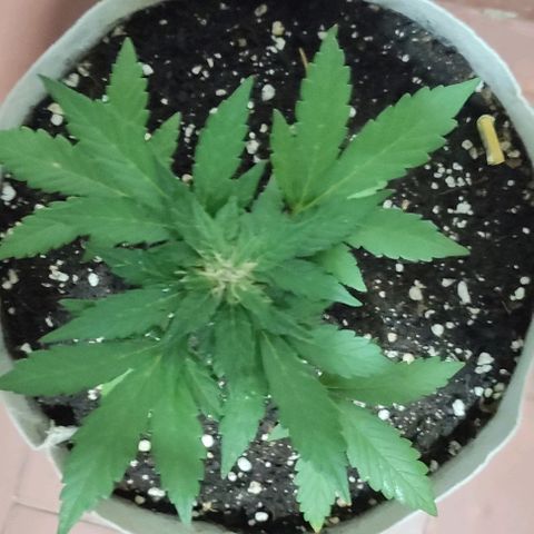 Purple Bud Auto growlog timeline photo