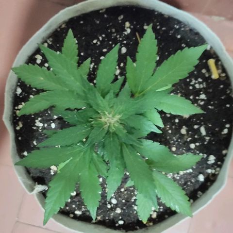 Purple Bud Auto growlog timeline photo