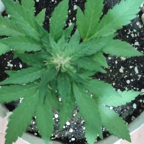 Purple Bud Auto growlog timeline photo