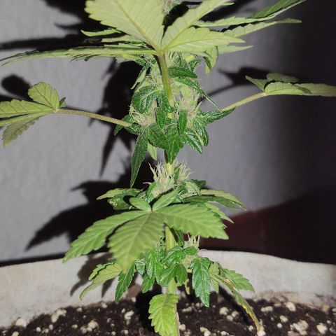 Purple Bud Auto growlog timeline photo