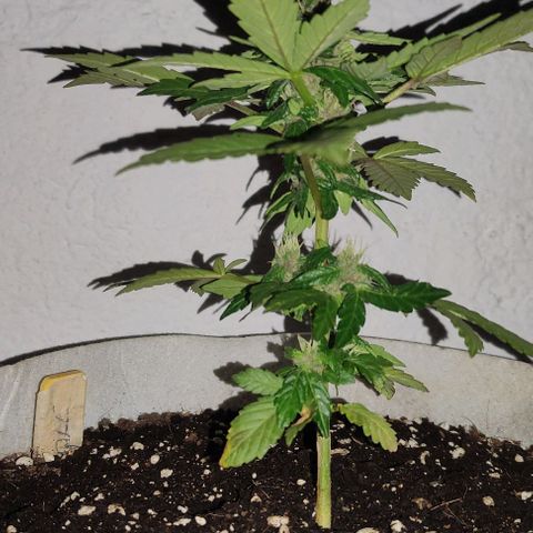 Purple Bud Auto growlog timeline photo