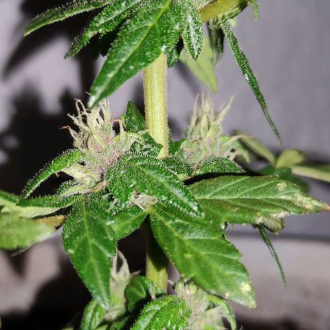 Purple Bud Auto growlog timeline photo