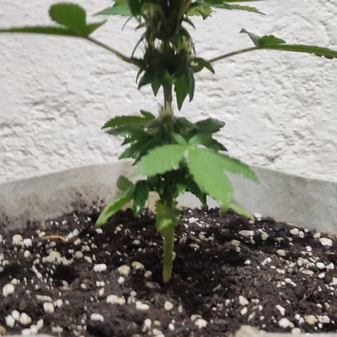 Purple Bud Auto growlog timeline photo
