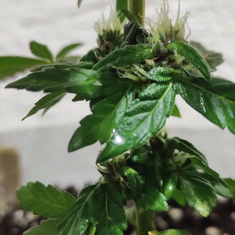 Purple Bud Auto growlog timeline photo