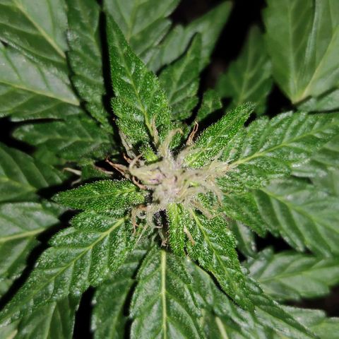 Purple Bud Auto growlog timeline photo