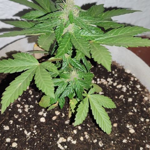 Purple Bud Auto growlog timeline photo