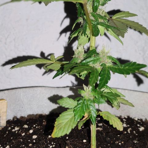 Purple Bud Auto growlog timeline photo