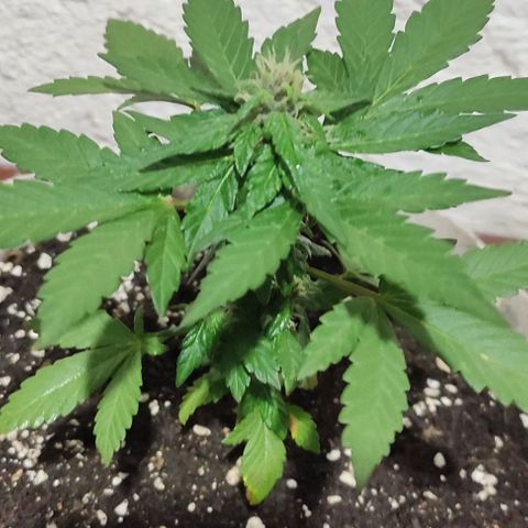 Purple Bud Auto growlog timeline photo