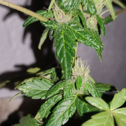 Purple Bud Auto growlog timeline photo