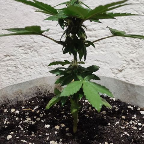 Purple Bud Auto growlog timeline photo